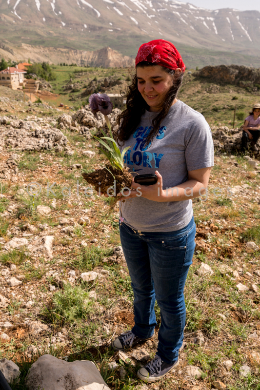 Al Arz;Iris;Iris Cedreti;Kaleidos;Kaleidos images;Liban;Moyen Orient;Proche Orient;Tarek Charara;Youssef Tawk;Fleurs;Endémiques;Espèces endémiques;Espèces menacées d'extinction